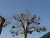miniature Nids vautours