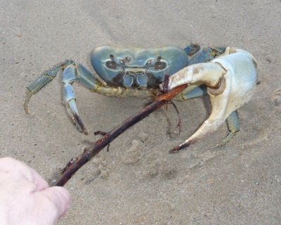 Crabe