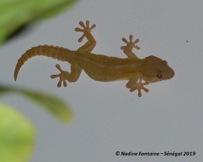 Salamandre ou Gecko