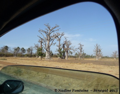 Route et Baobabs